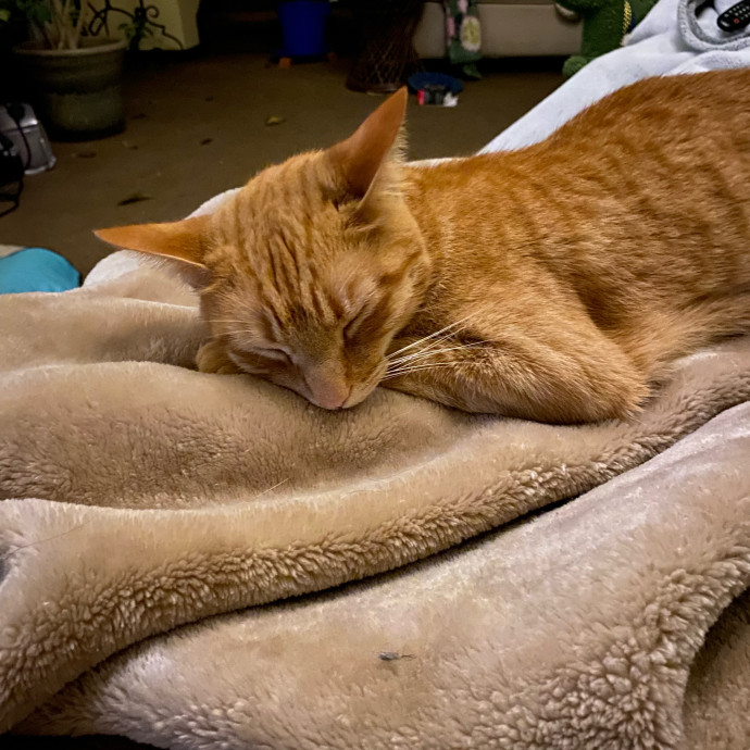 Z's Cat Sitting World