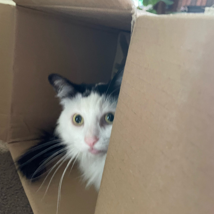 Z's Cat Sitting World