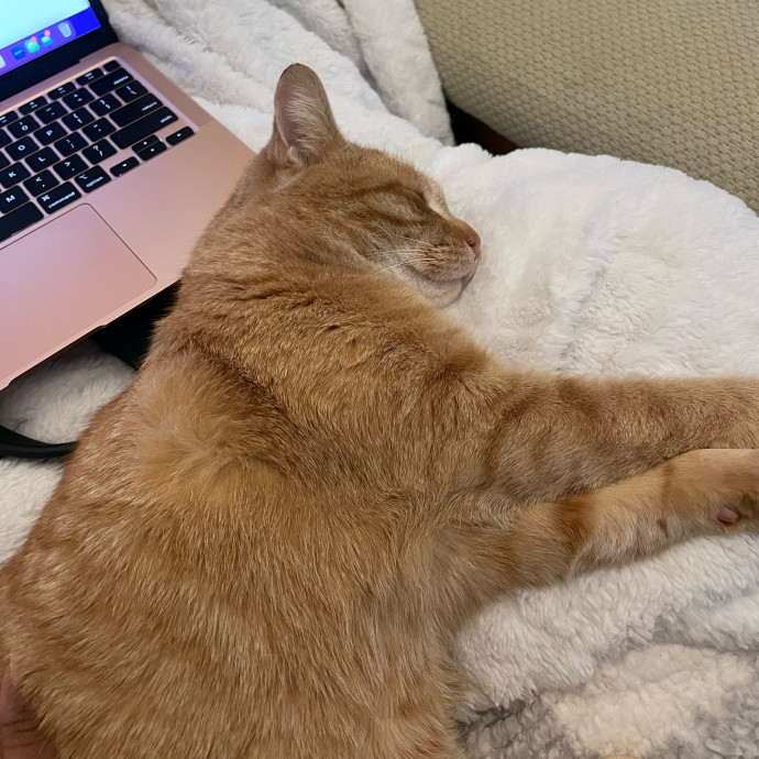 Z's Cat Sitting World