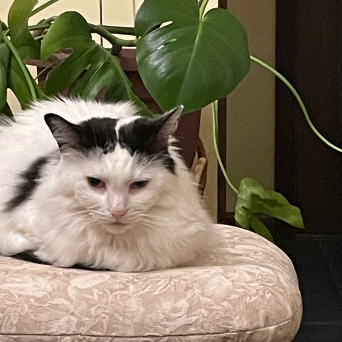 Z's Cat Sitting World