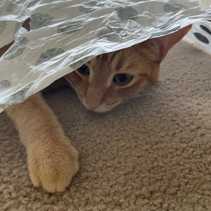 Z's Cat Sitting World