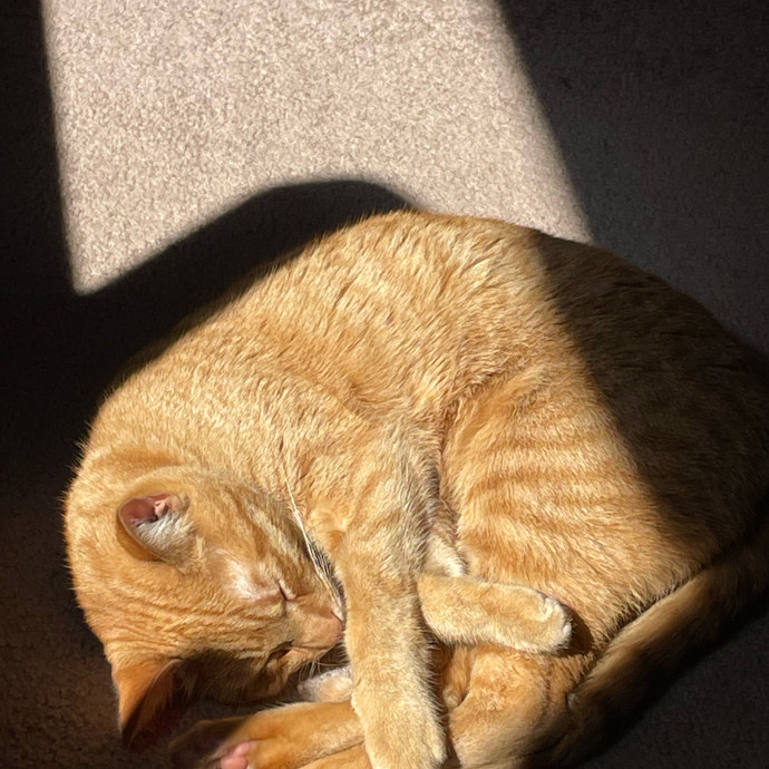 Z's Cat Sitting World