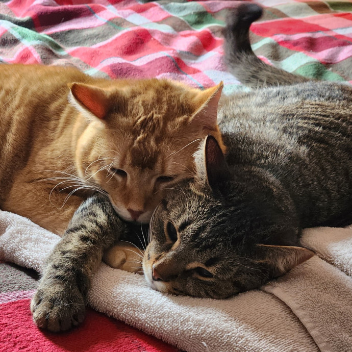 Compassionate Care For Your Kitty photo 2