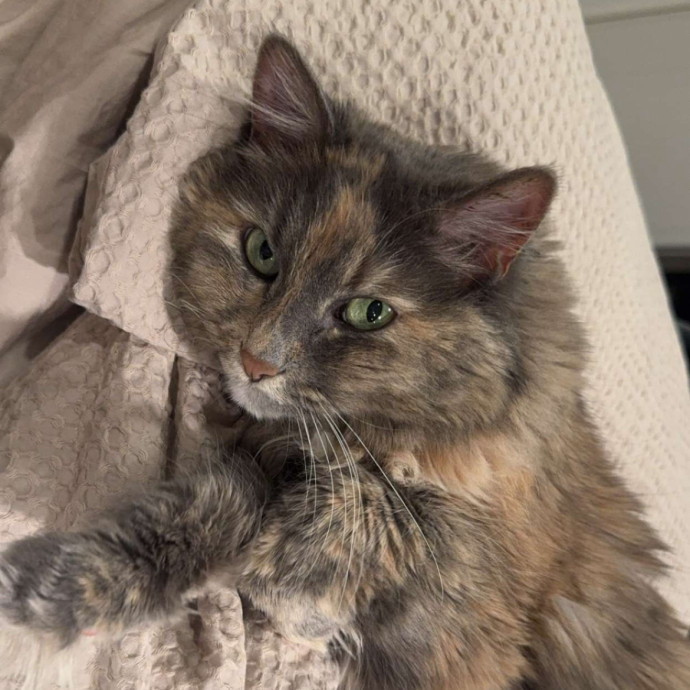 Veterinarian And Loving Cat Sitter