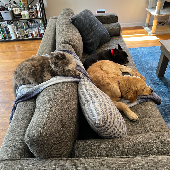 Veterinarian And Loving Cat Sitter