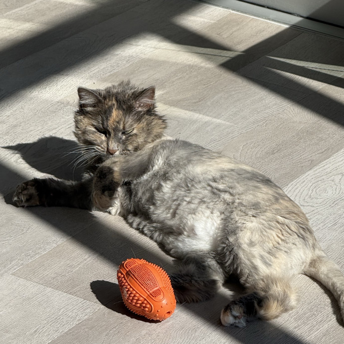 Veterinarian And Loving Cat Sitter photo 3