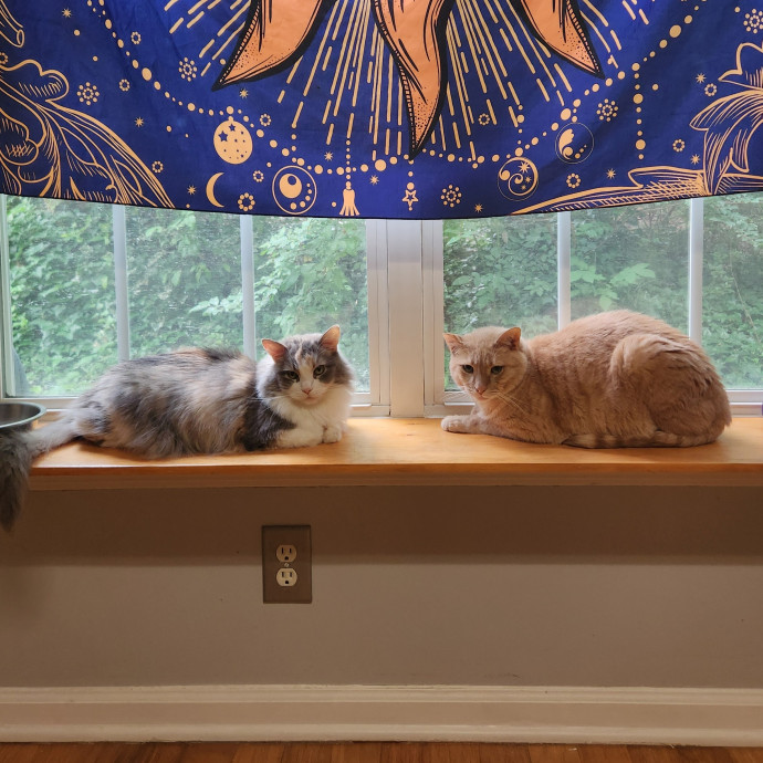 Claudia's Cat Care
