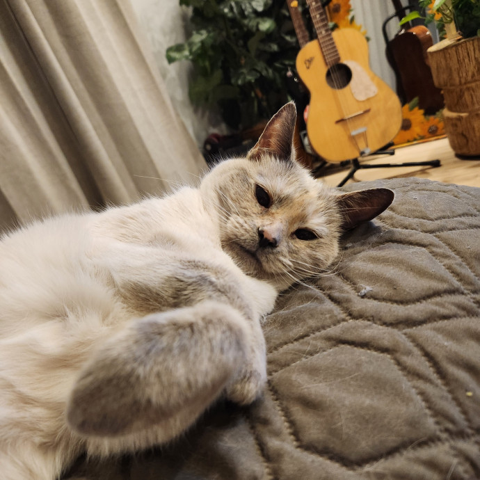 Claudia's Cat Care