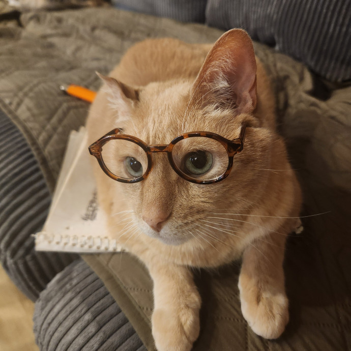 Claudia's Cat Care
