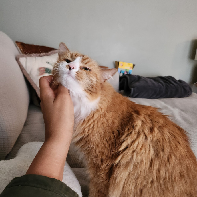 Claudia's Cat Care