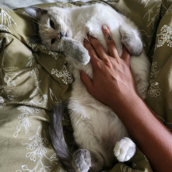 Claudia's Cat Care