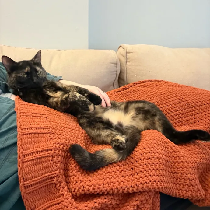 Cat Lover And Experienced Sitter