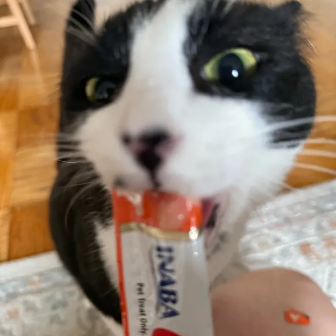 Cat Lover And Experienced Sitter