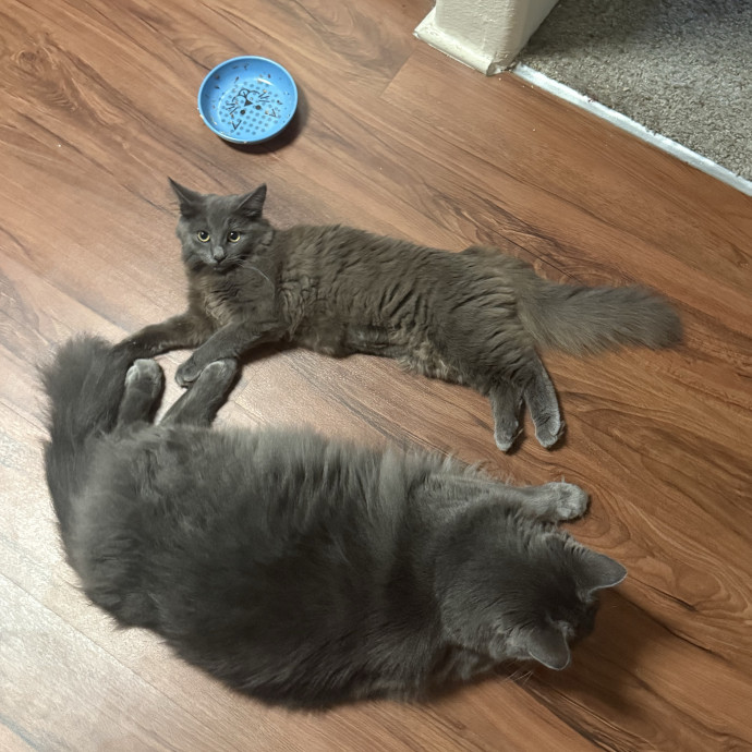 Happy Cats Peace Of Mind photo 3