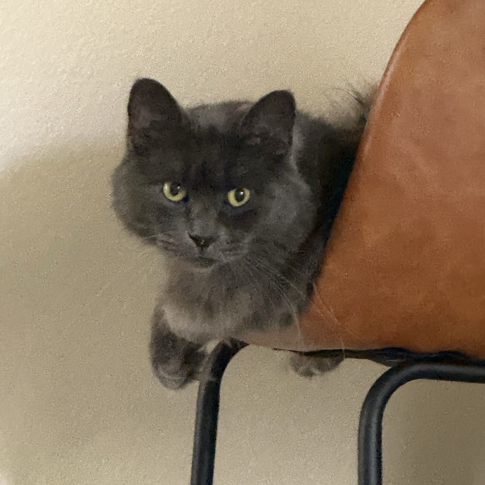 Happy Cats Peace Of Mind photo 2