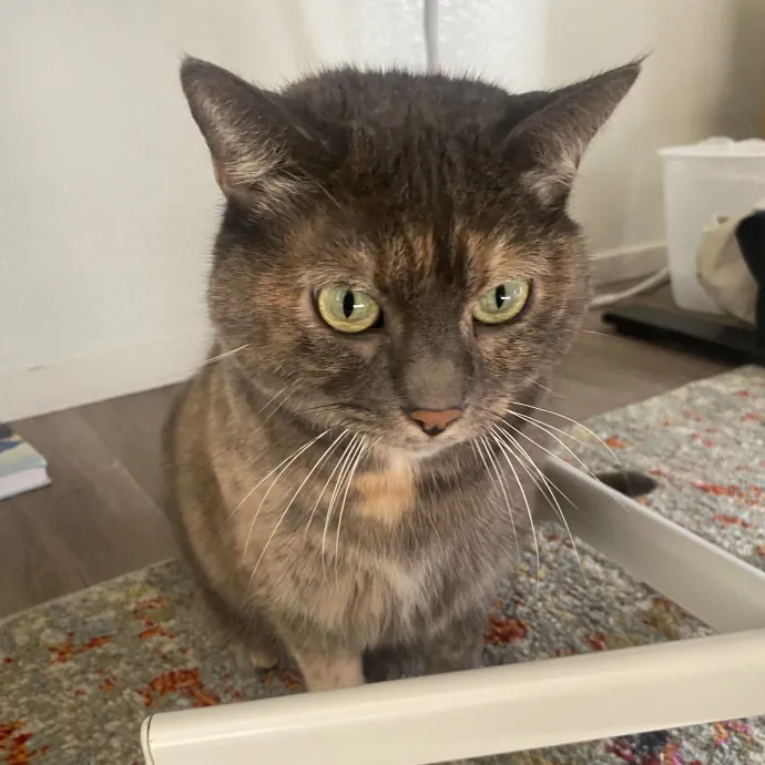 Your Cat's New Favorite Human photo 4