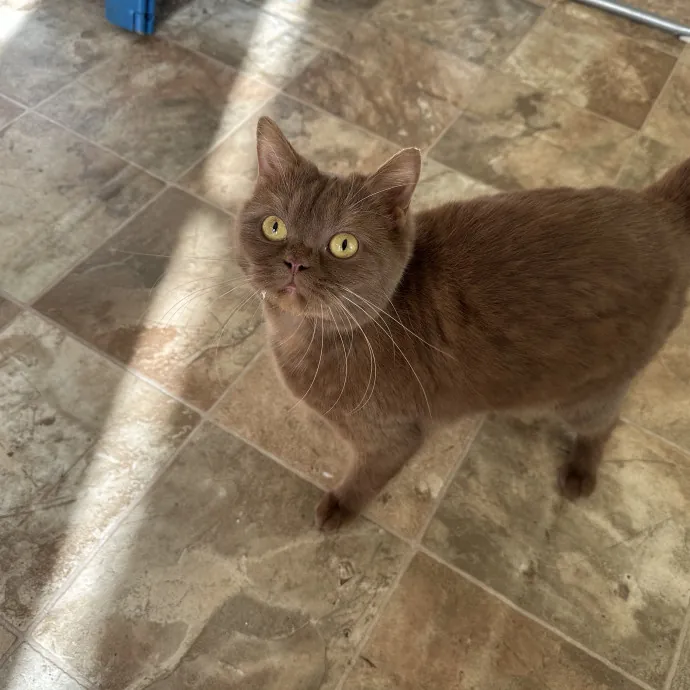 Your Cat's New Favorite Human photo 2