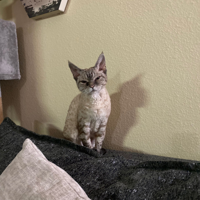 Amanda's Pro Catsitting