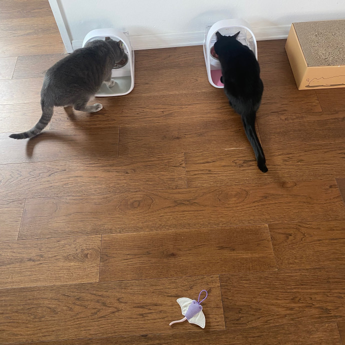 Amanda's Pro Catsitting