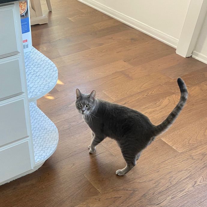 Amanda's Pro Catsitting