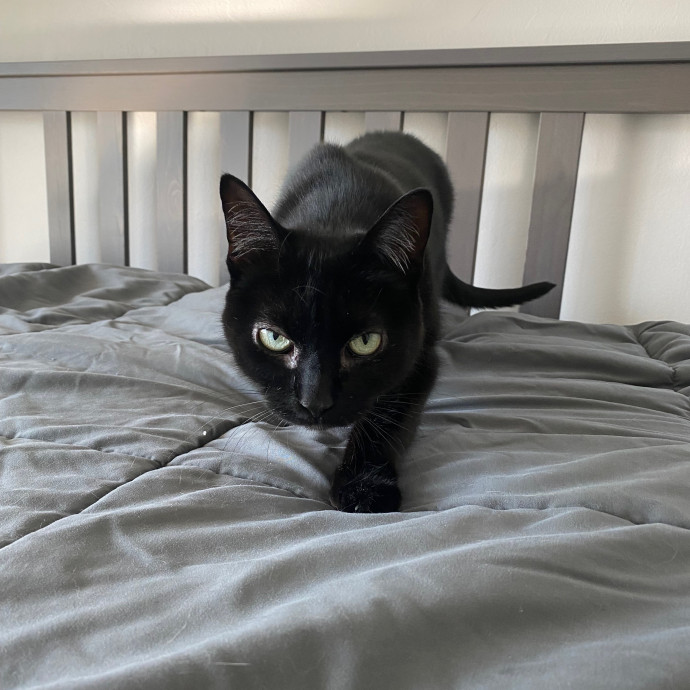 Amanda's Pro Catsitting