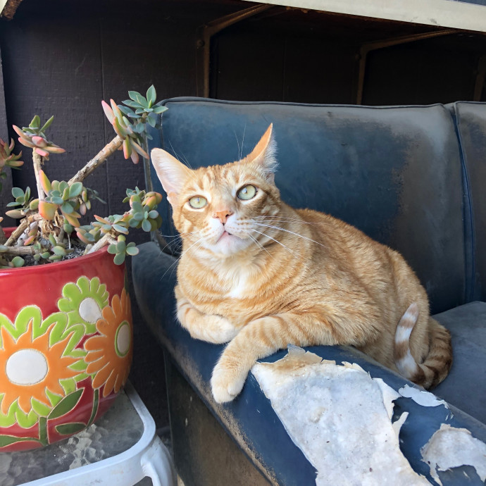 Amanda's Pro Catsitting