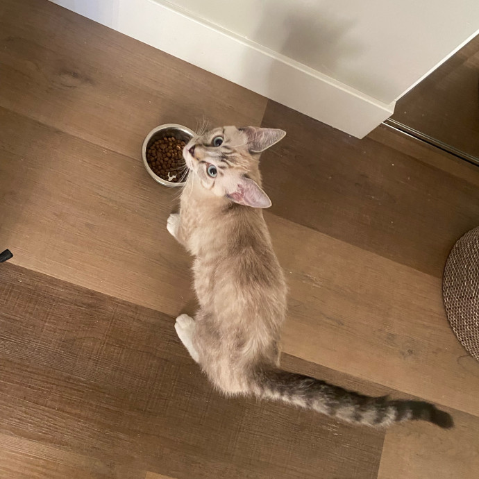 Amanda's Pro Catsitting