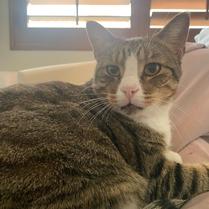 Amanda's Pro Catsitting