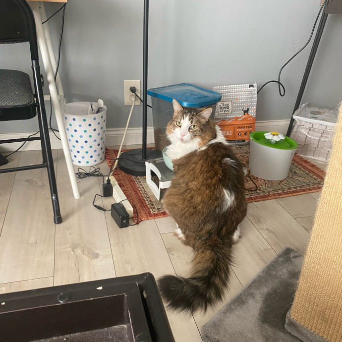Amanda's Pro Catsitting