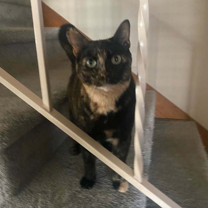 Amanda's Pro Catsitting