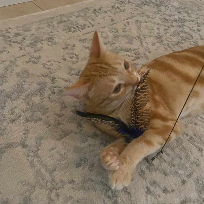 Amanda's Pro Catsitting