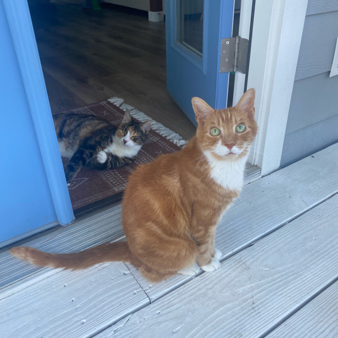 Amanda's Pro Catsitting