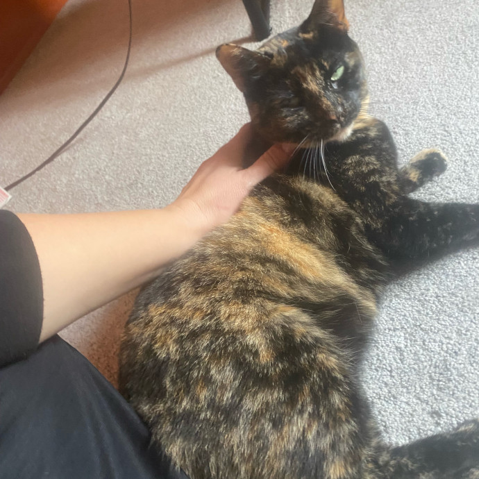 Amanda's Pro Catsitting
