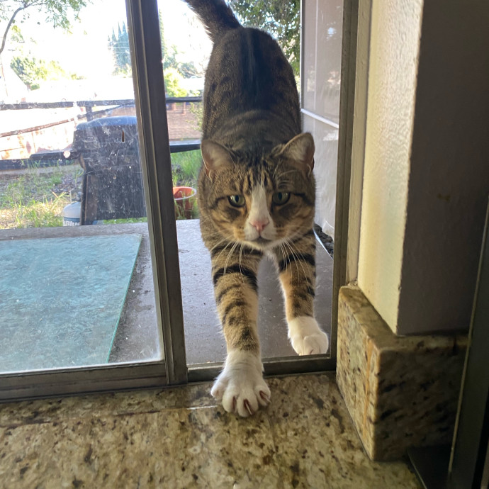 Amanda's Pro Catsitting