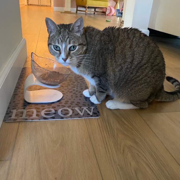 Amanda's Pro Catsitting
