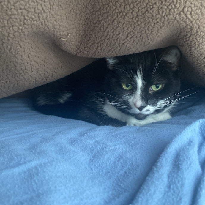 Amanda's Pro Catsitting
