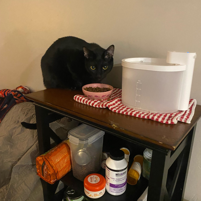 Amanda's Pro Catsitting
