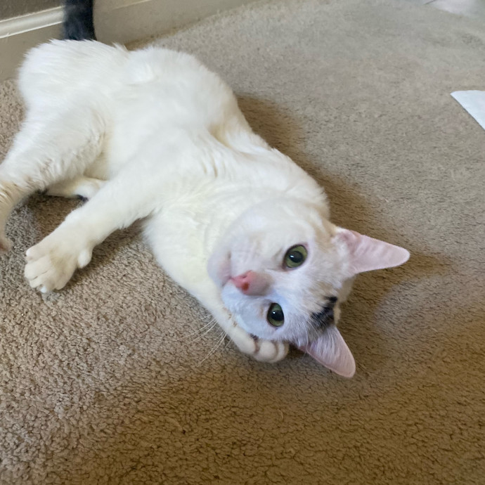 Amanda's Pro Catsitting