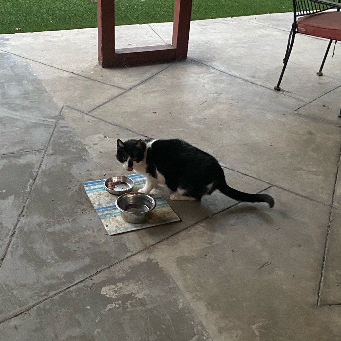 Amanda's Pro Catsitting