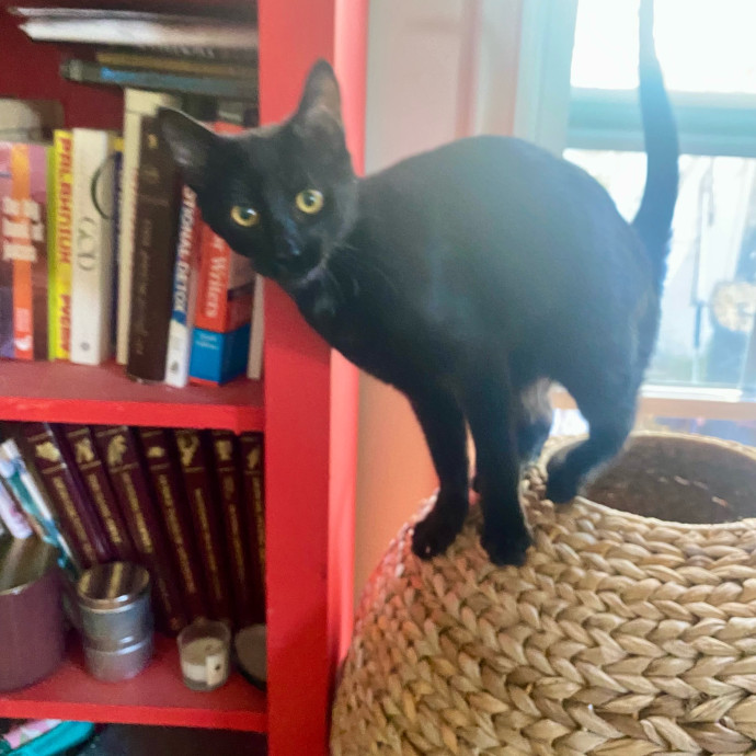 Amanda's Pro Catsitting
