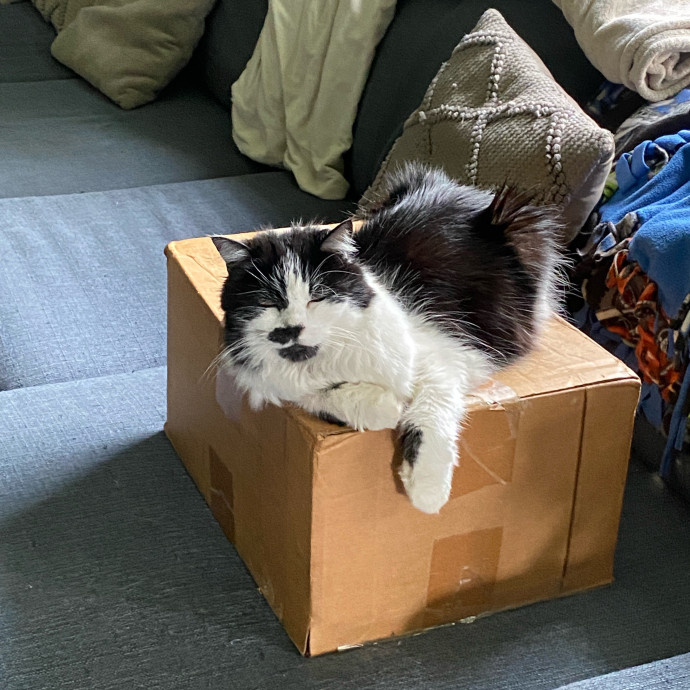 Amanda's Pro Catsitting