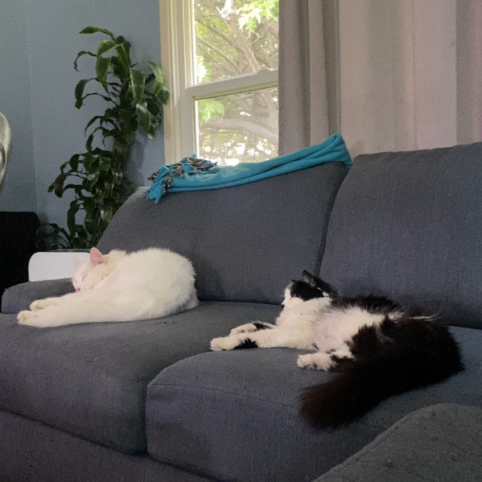 Amanda's Pro Catsitting
