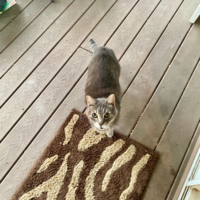Amanda's Pro Catsitting