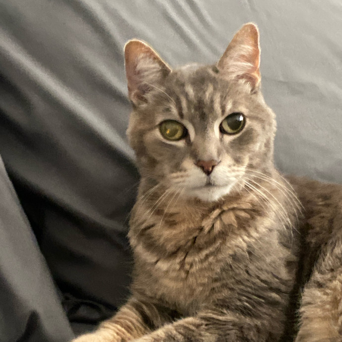 Amanda's Pro Catsitting