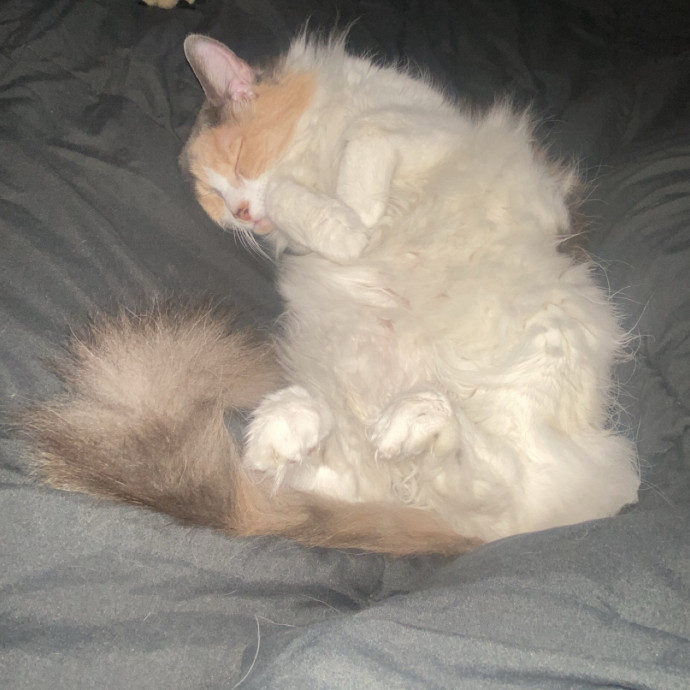Amanda's Pro Catsitting