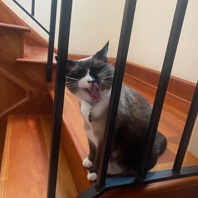 Amanda's Pro Catsitting