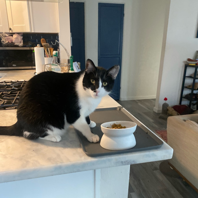Amanda's Pro Catsitting
