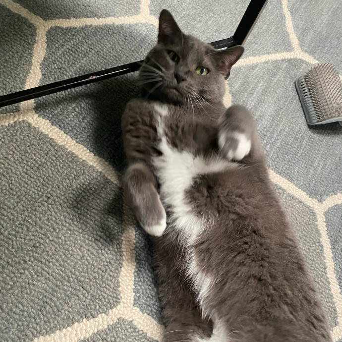 Amanda's Pro Catsitting