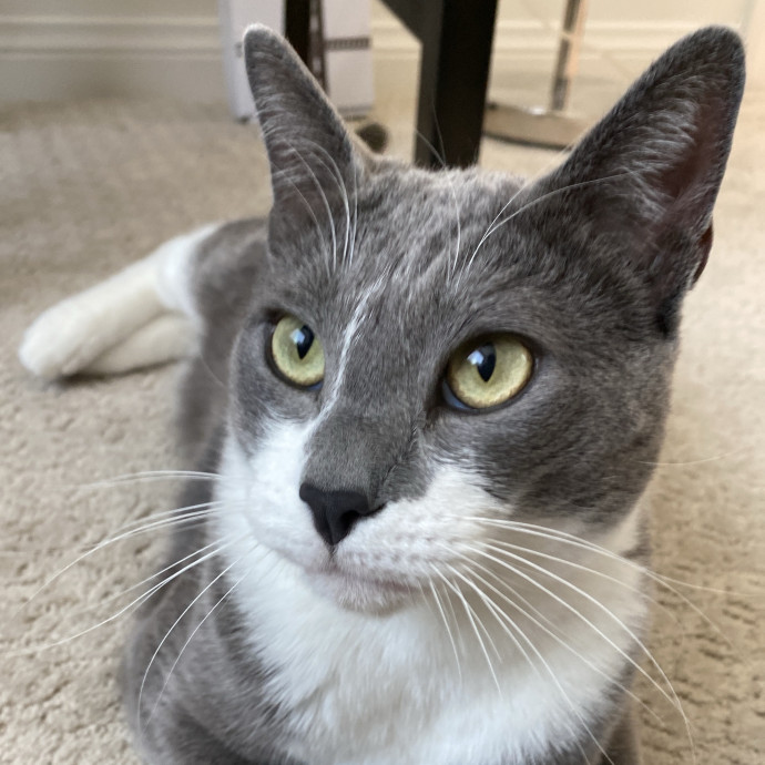 Amanda's Pro Catsitting