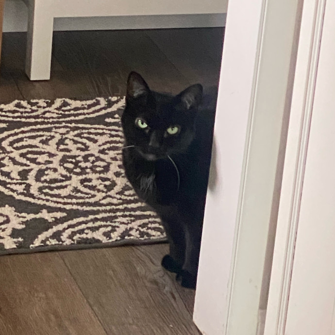 Amanda's Pro Catsitting photo 3